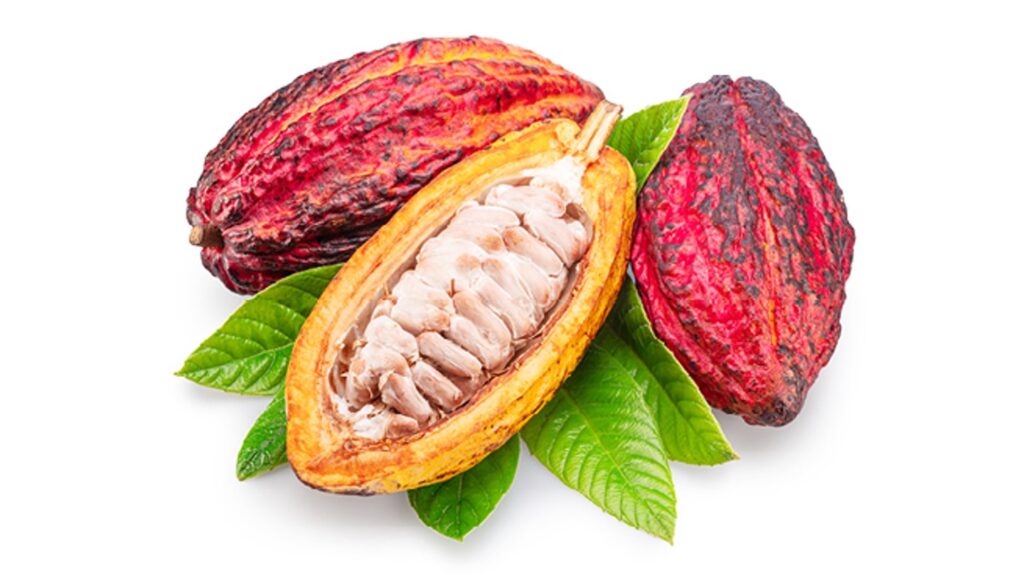 Cacao powder