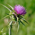 Milk Thistle