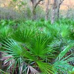 Saw Palmetto
