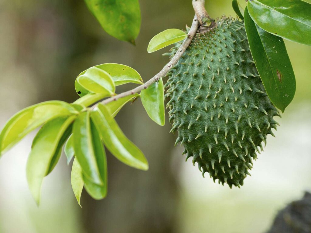 Sour Sop Tea