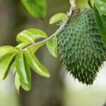 Sour Sop Tea