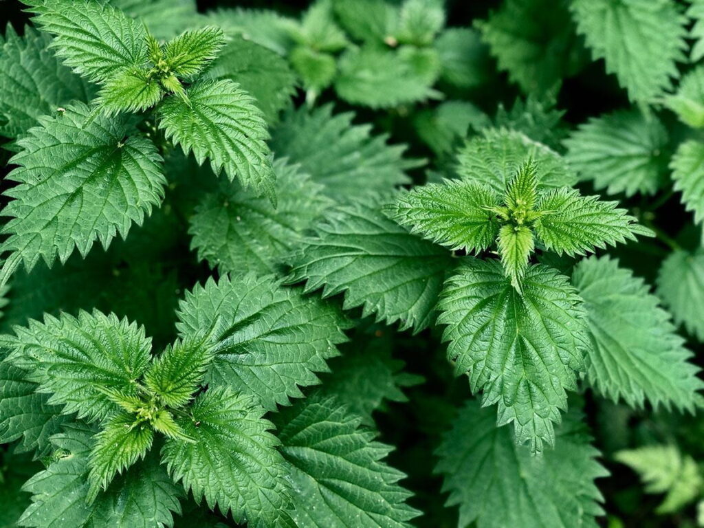 Stinging nettle root