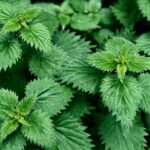 Stinging nettle root