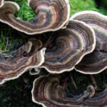 Turkey Tail mushrooms