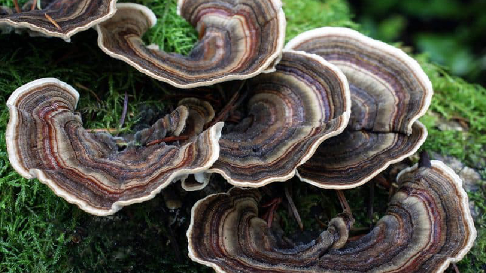 Turkey Tail mushrooms