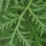 Artemisia Annua