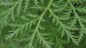 Artemisia Annua