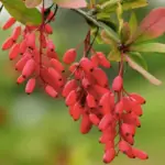 Berberine