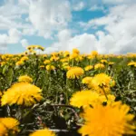 Dandelion Root