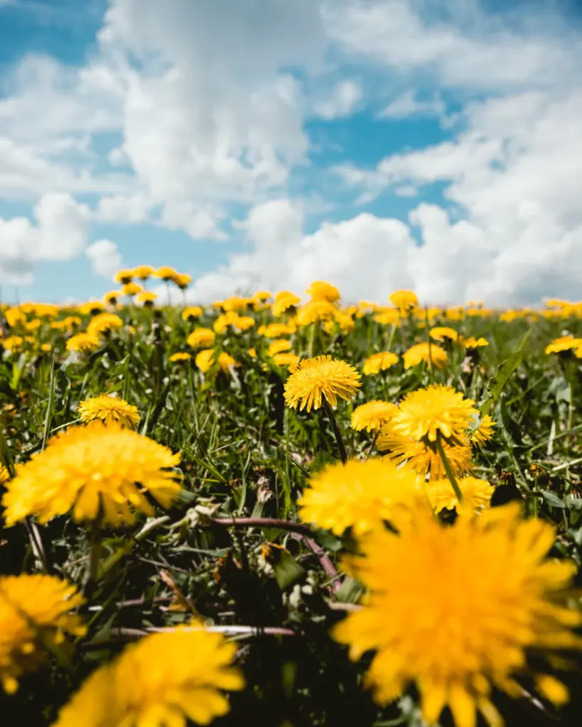Dandelion Root