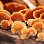 Reishi mushrooms