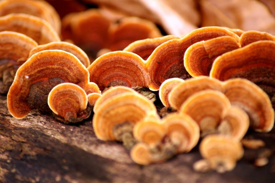 Reishi mushrooms