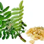 Boswellia serrata