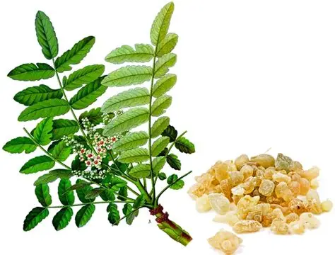 Boswellia serrata